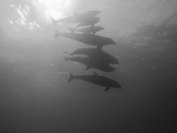 Dolphin pod on the Belize Barrier Reef by Martin Spragg 